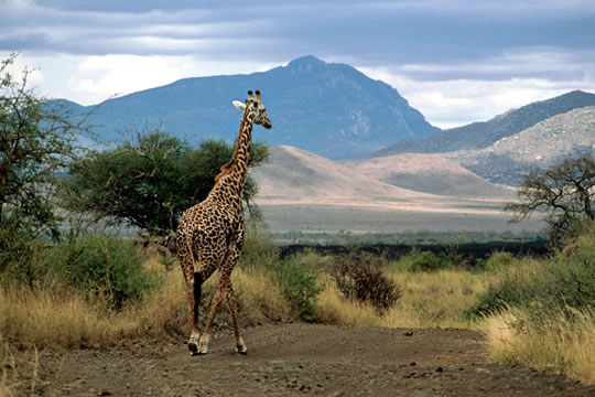 3 Days Tsavo West and Amboseli Safari